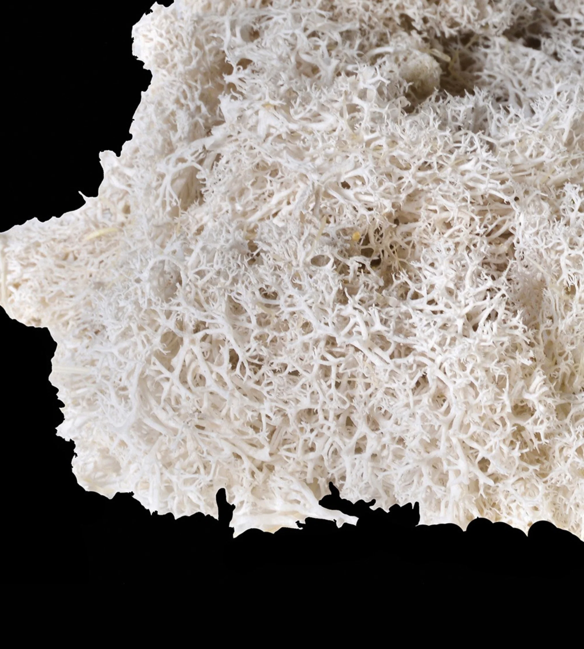 Bag Of Real White Moss - Image 5