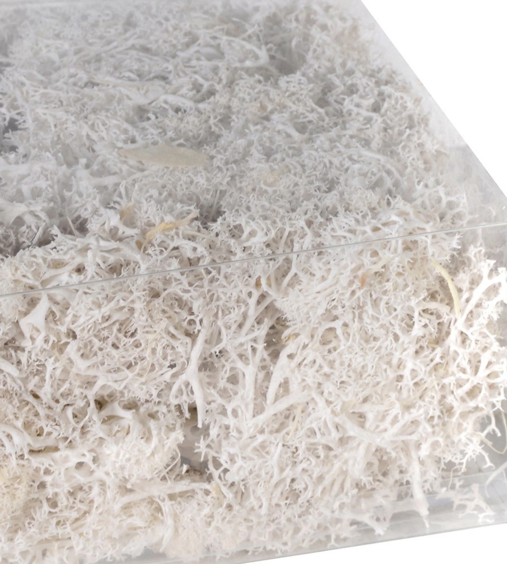 Bag Of Real White Moss - Image 6