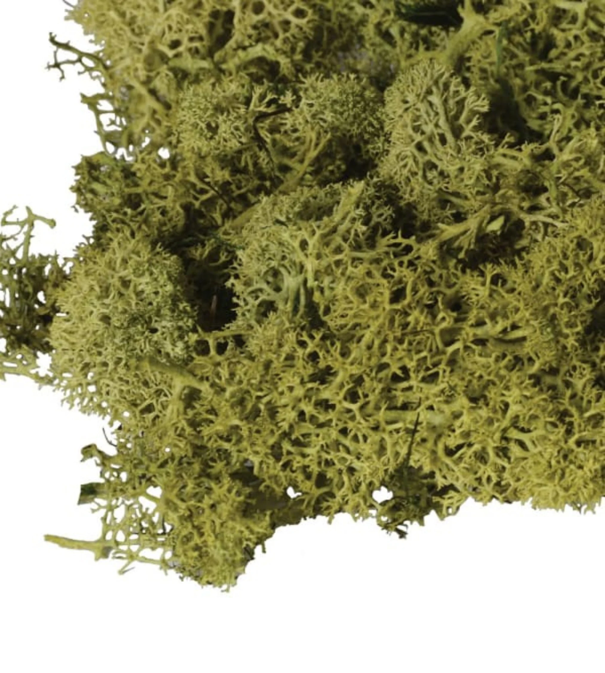 Bag Of Real Green Moss - Image 4